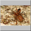 Anoplius viaticus - Wegwespe 41c 12mm - Halen - beim Eintrag einer Trochosa-Wolfsspinne.jpg